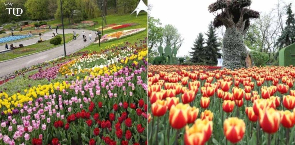 Advanced Strategies for Getting Tulips