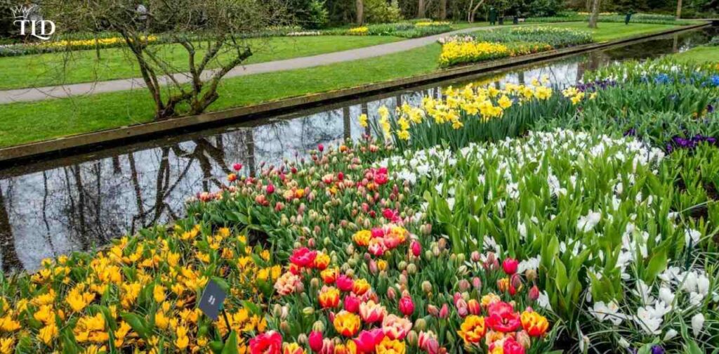 Basic Tips for Getting Tulips in Merge Gardens