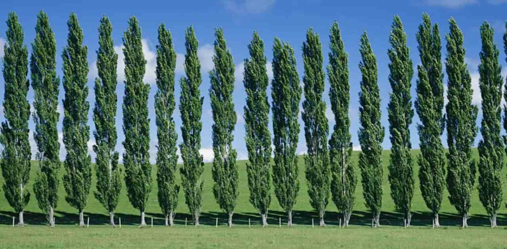 Best Practices for Merging Poplar Trees in Merge Gardens