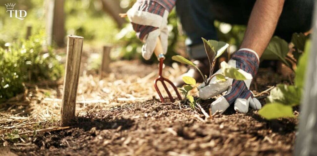 Best Practices for Using Pressure Treated Lumber in Vegetable Gardens