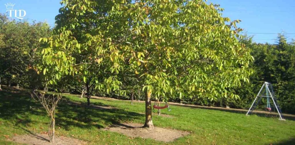 Choosing the Right Location for Your Walnut Tree