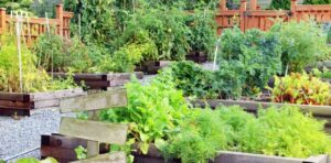 Is Home Depot Pressure Treated Lumber Safe for Vegetable Gardens?