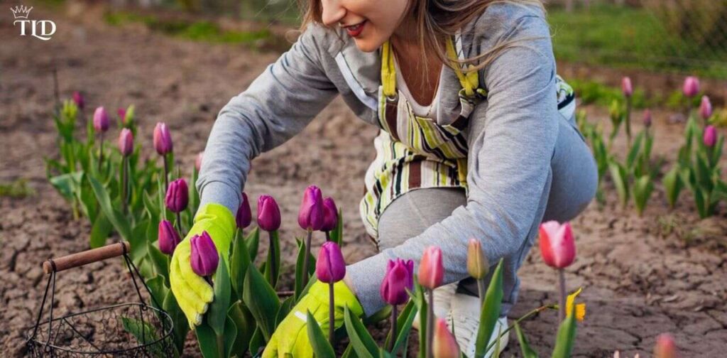 Mistakes to Avoid When Collecting Tulips in Merge Gardens