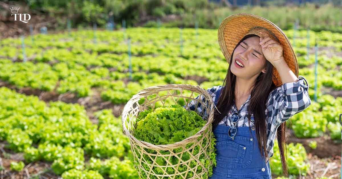 How to Get the Gardener to Wear His Sun Hat